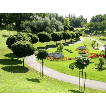 KLON kulisty zielony szczepiony Globosum - sadzonki 200 / 220 cm